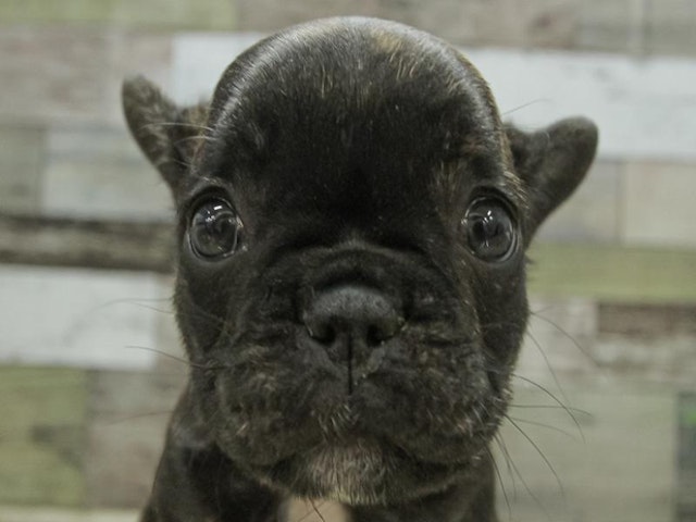 広島県のフレンチブルドッグ (ペッツワン広島LECT店/2023年9月16日生まれ/女の子/ブリンドルホワイト)の子犬
